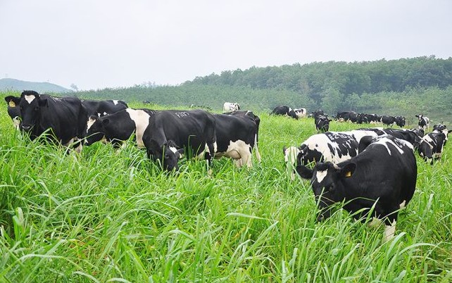 Công Ty Sản Xuất Sữa Ở Việt Nam Uy Tín