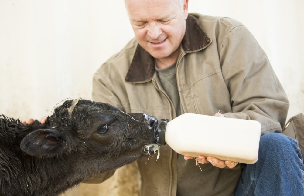 Nguyên liệu cho quy trình từ sữa non của bò